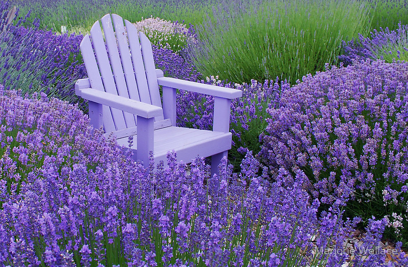lavender