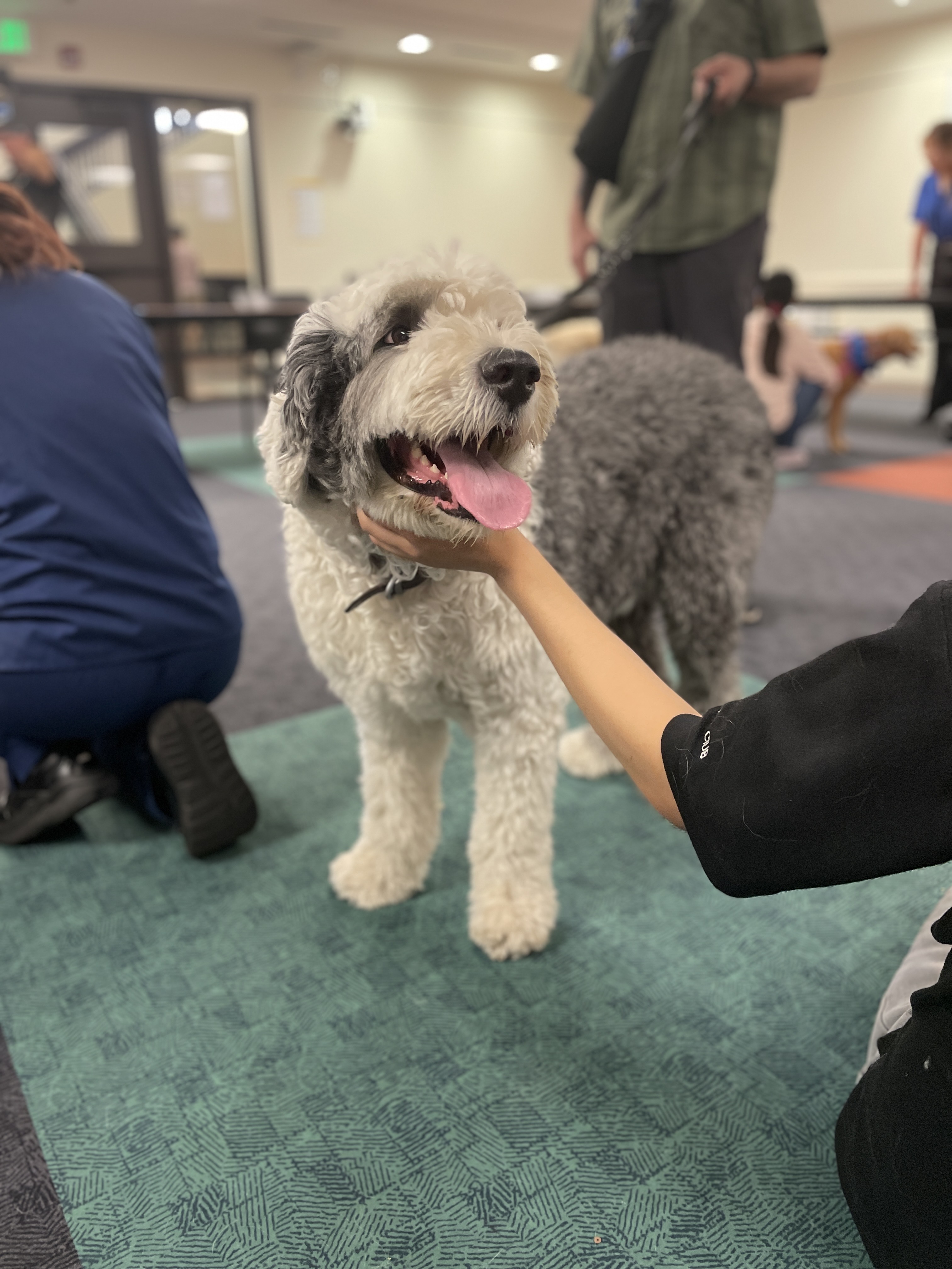 A therapy dog at the de-stress event